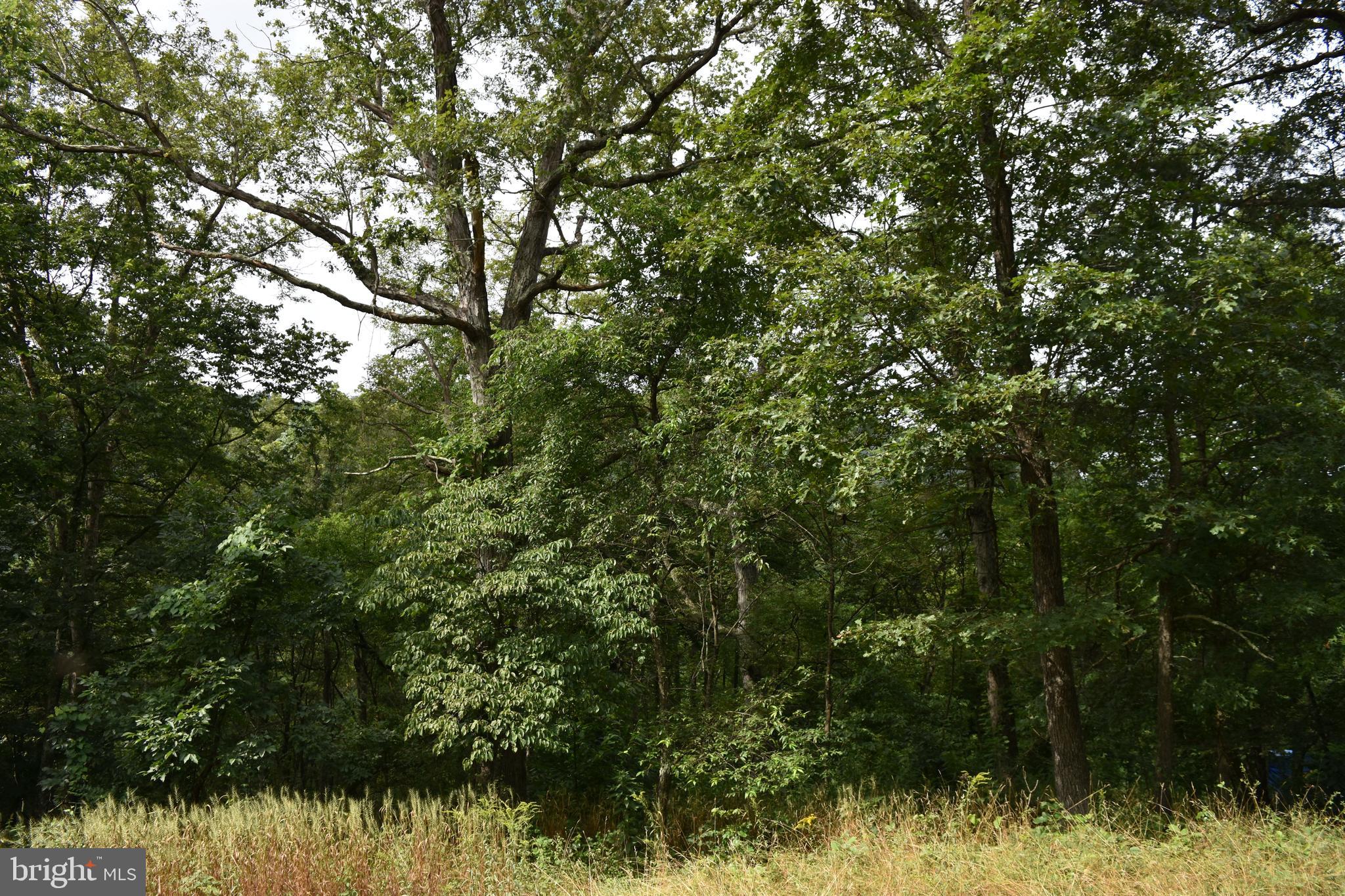 Magnolia Road Great Cacapon, WV 25422 - Photo 25 of 31