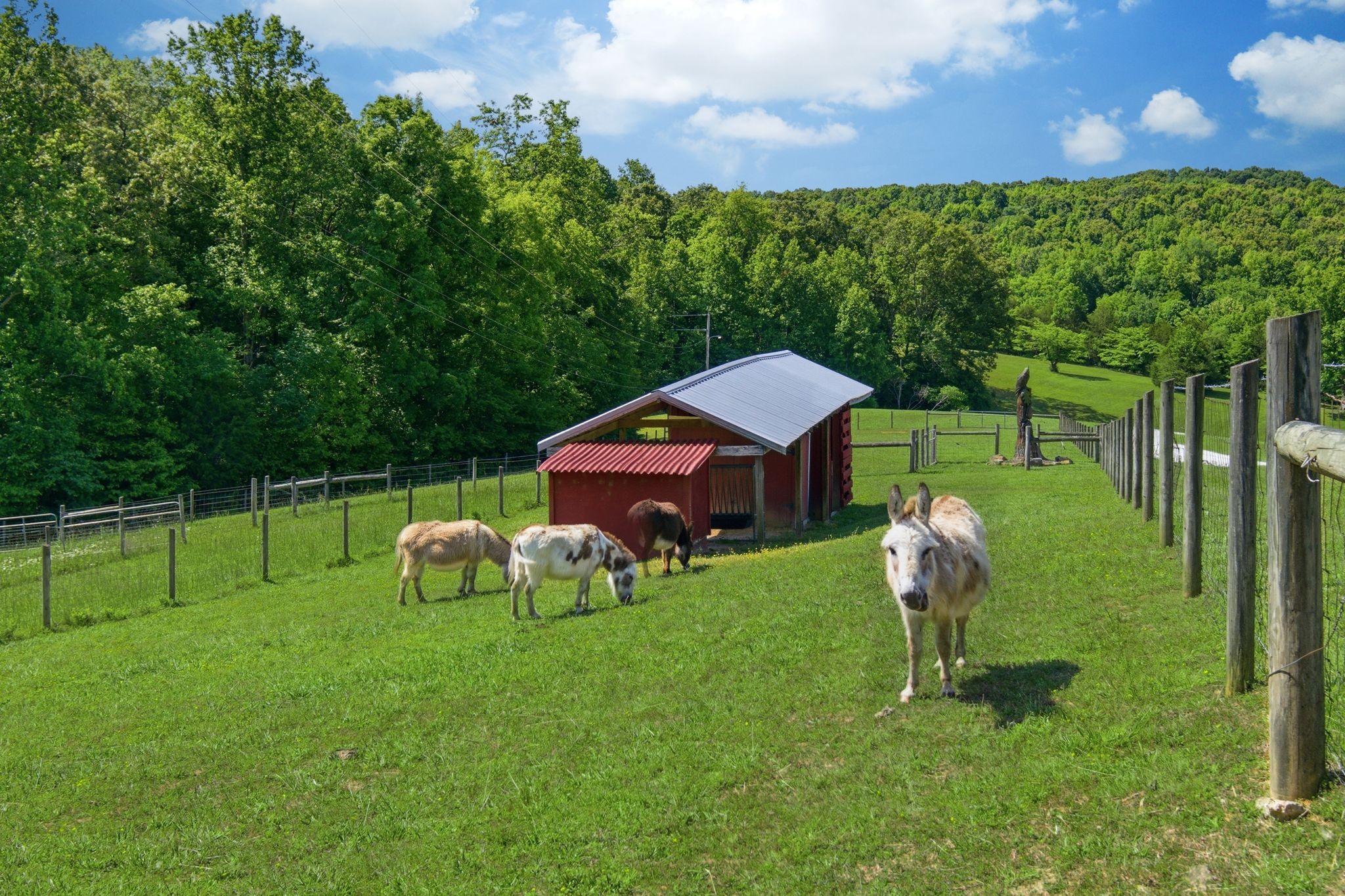 1732 Cedar Creek Road Vanleer, TN 37181 - Photo 64 of 95