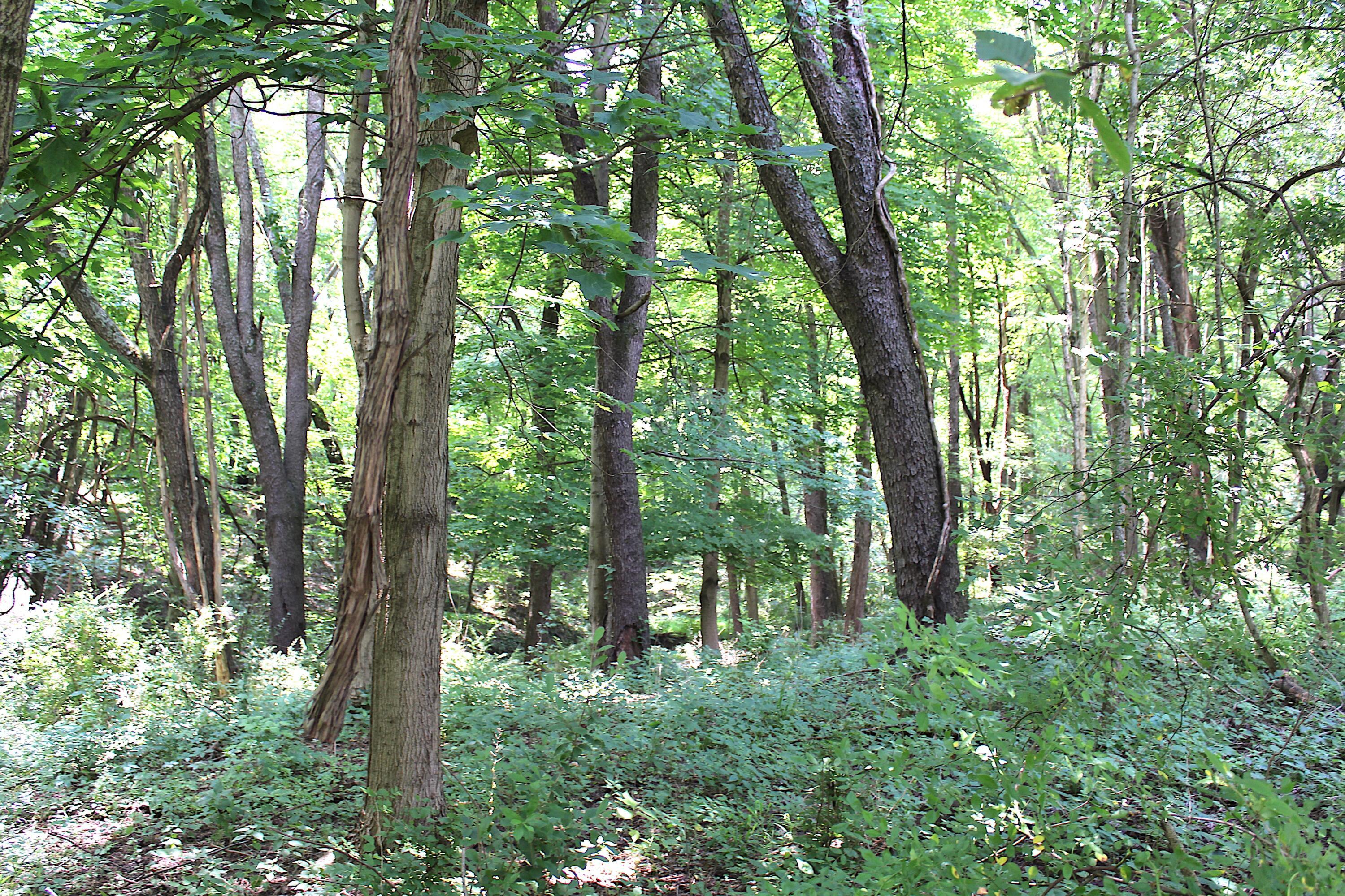 8870 Olentangy River Road Powell, OH 43065 - Photo 54 of 61 IMG_6752
