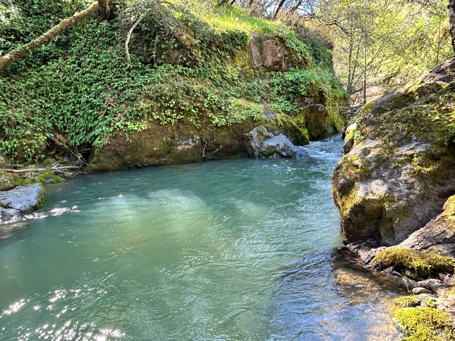 a view of a garden with large trees