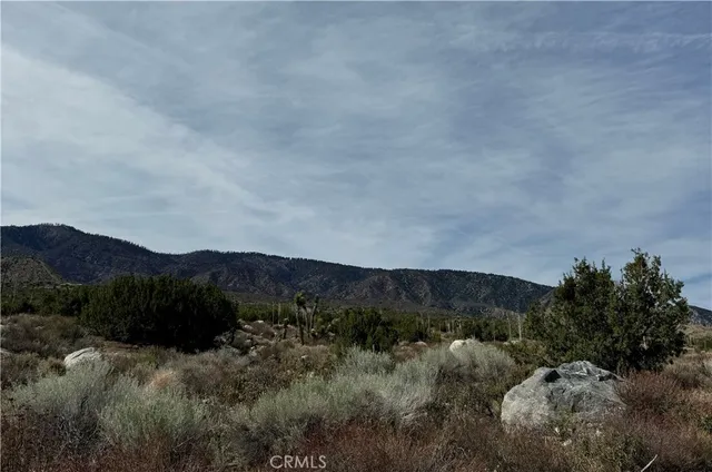 a view of a lush green forest with lots of trees