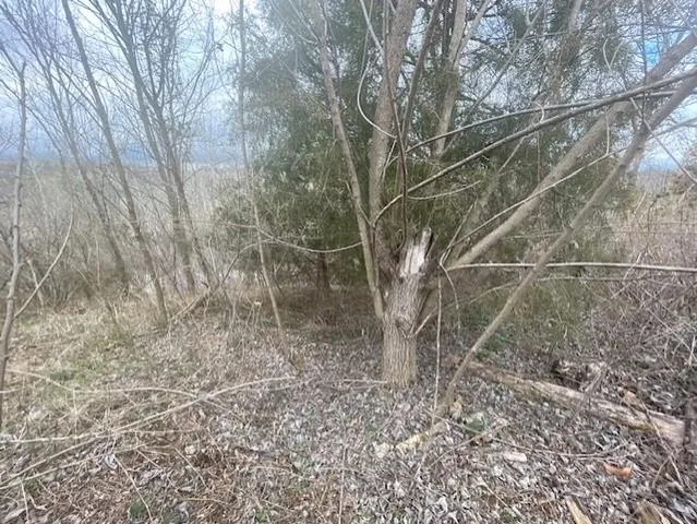 a view of a yard with large trees