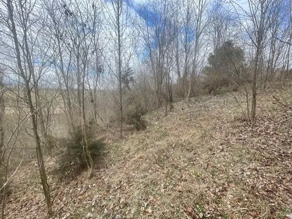 a view of a yard with trees