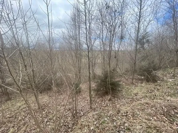 a view of a forest