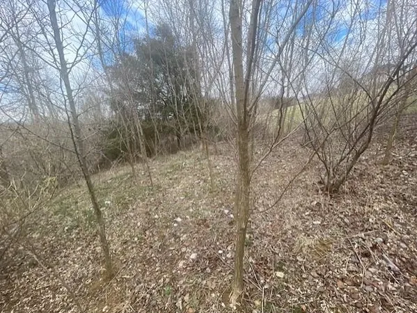 a view of a yard with trees in the background