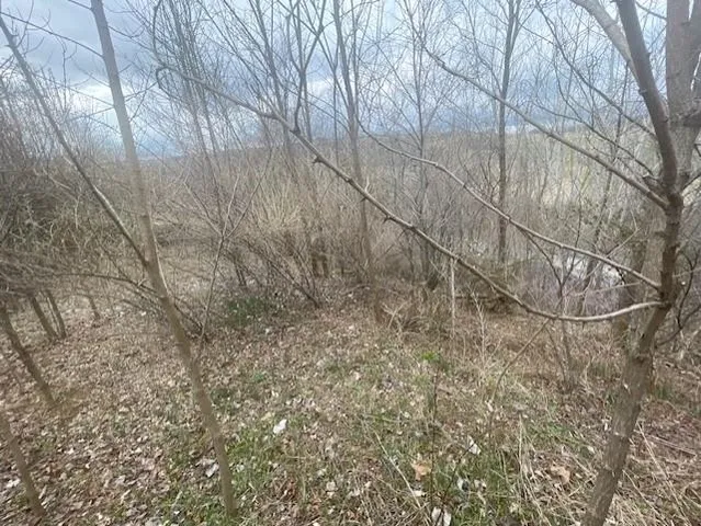 a view of a forest with trees in the background