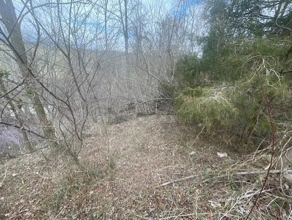 a close up of a plant