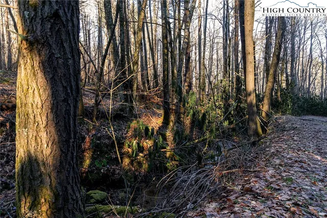 a view of outdoor space with lots of trees