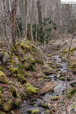 a view of a forest with trees