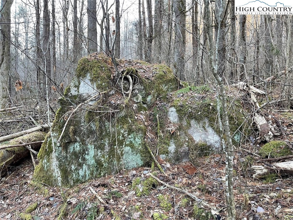 0 Dark Ridge Road Elk Park, NC 28622 - Photo 17 of 22 a plant is in the middle of a yard