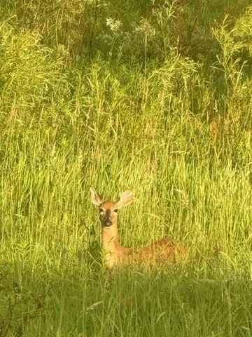 $360,000 | E8946 Highway 22, Bear Creek, WI 54922