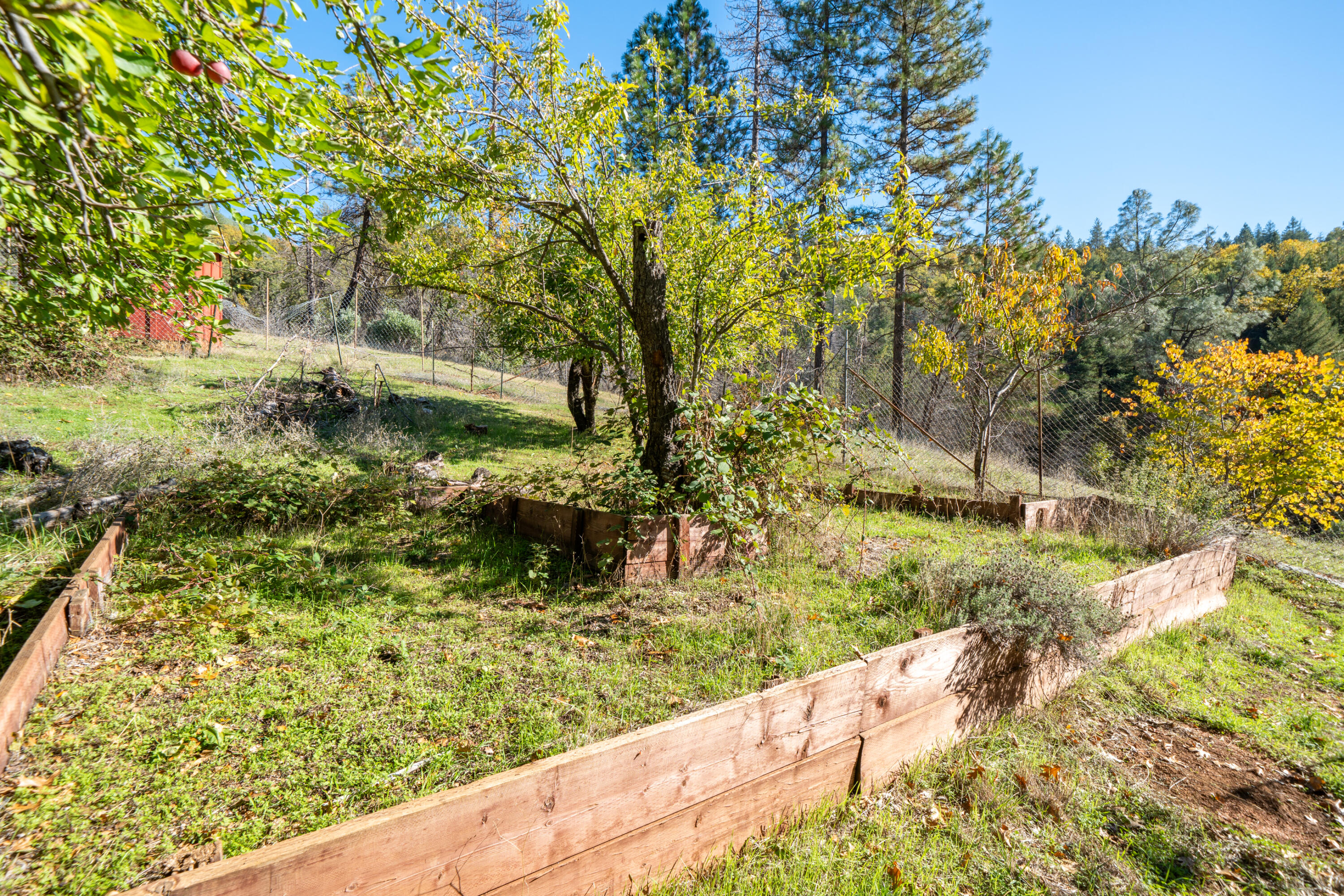 20389 Our Road Lakehead, CA 96051 - Photo 27 of 92 FRUIOT TREES