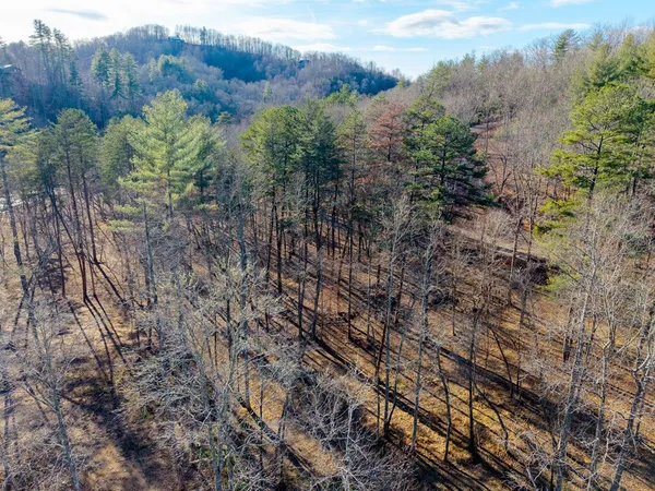 a view of a forest with a tree