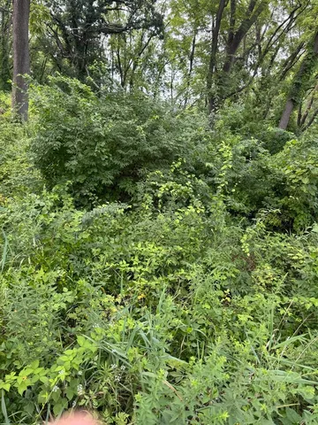 a view of a lush green forest