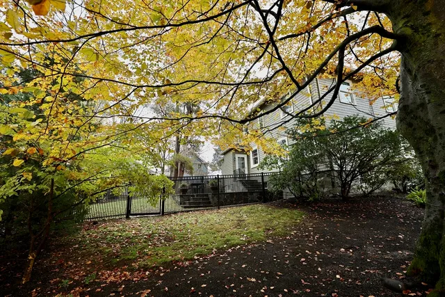 a view of a yard with a tree