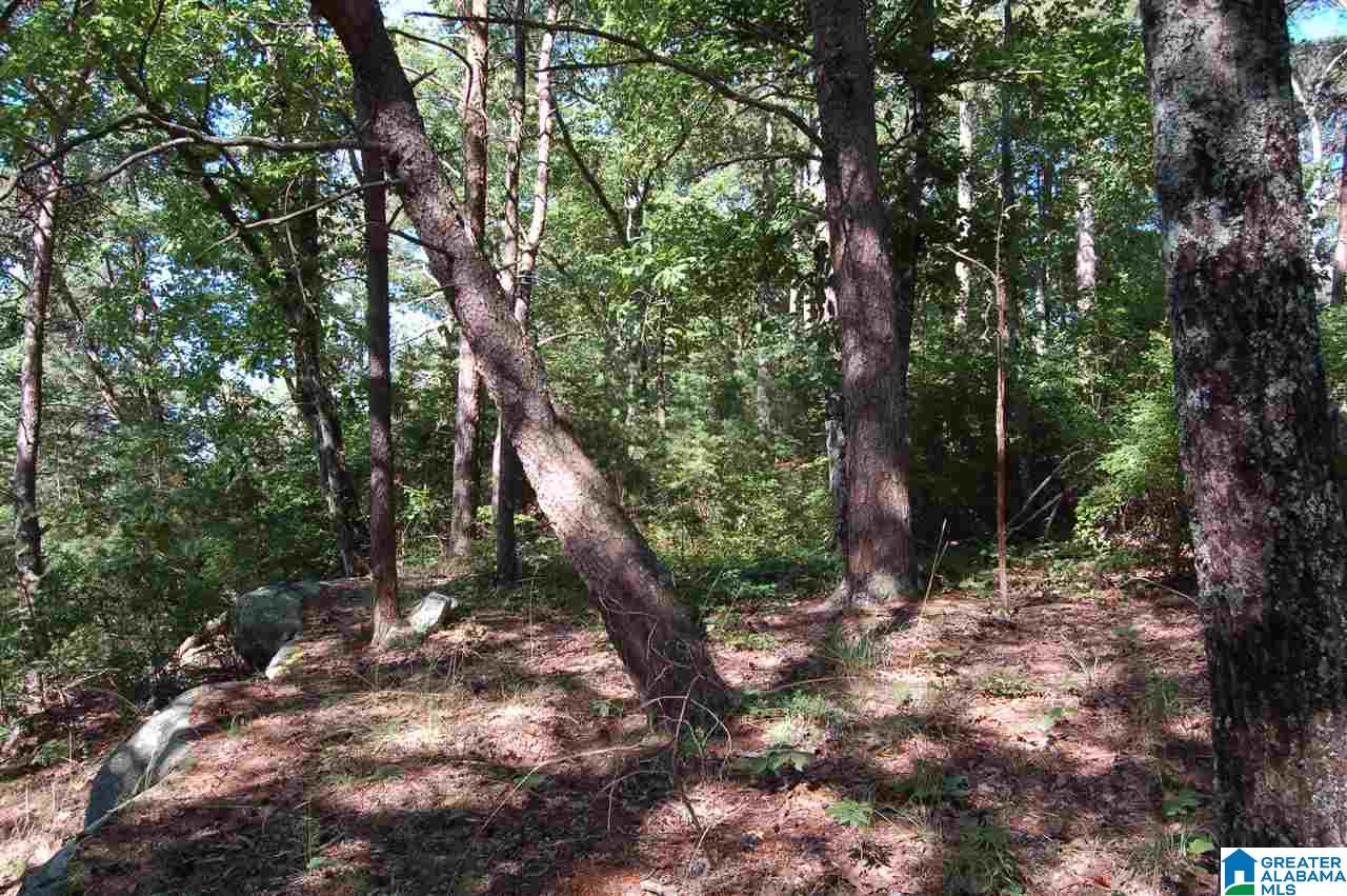 49-acres Chandler Mountain Road, Unit 1 Steele, AL 35987 - Photo 8 of 23