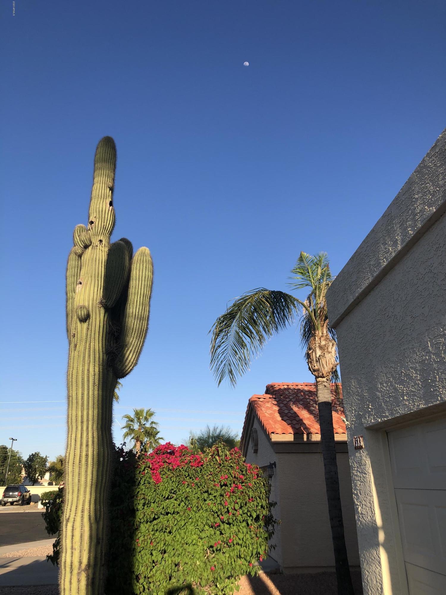1533 East Mineral Road Gilbert, AZ 85234 - Photo 11 of 18 Saguaro Cactus!