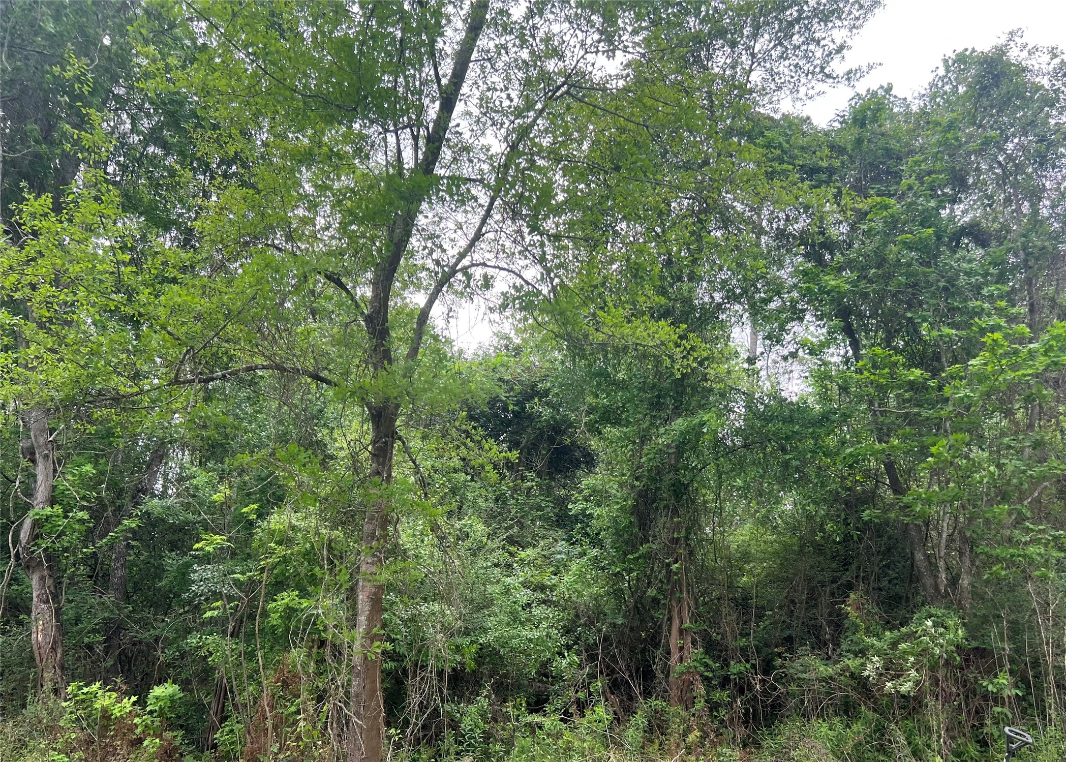 0 Cemetery Road Liberty, TX 77575 - Photo 2 of 5 a view of a lush green forest