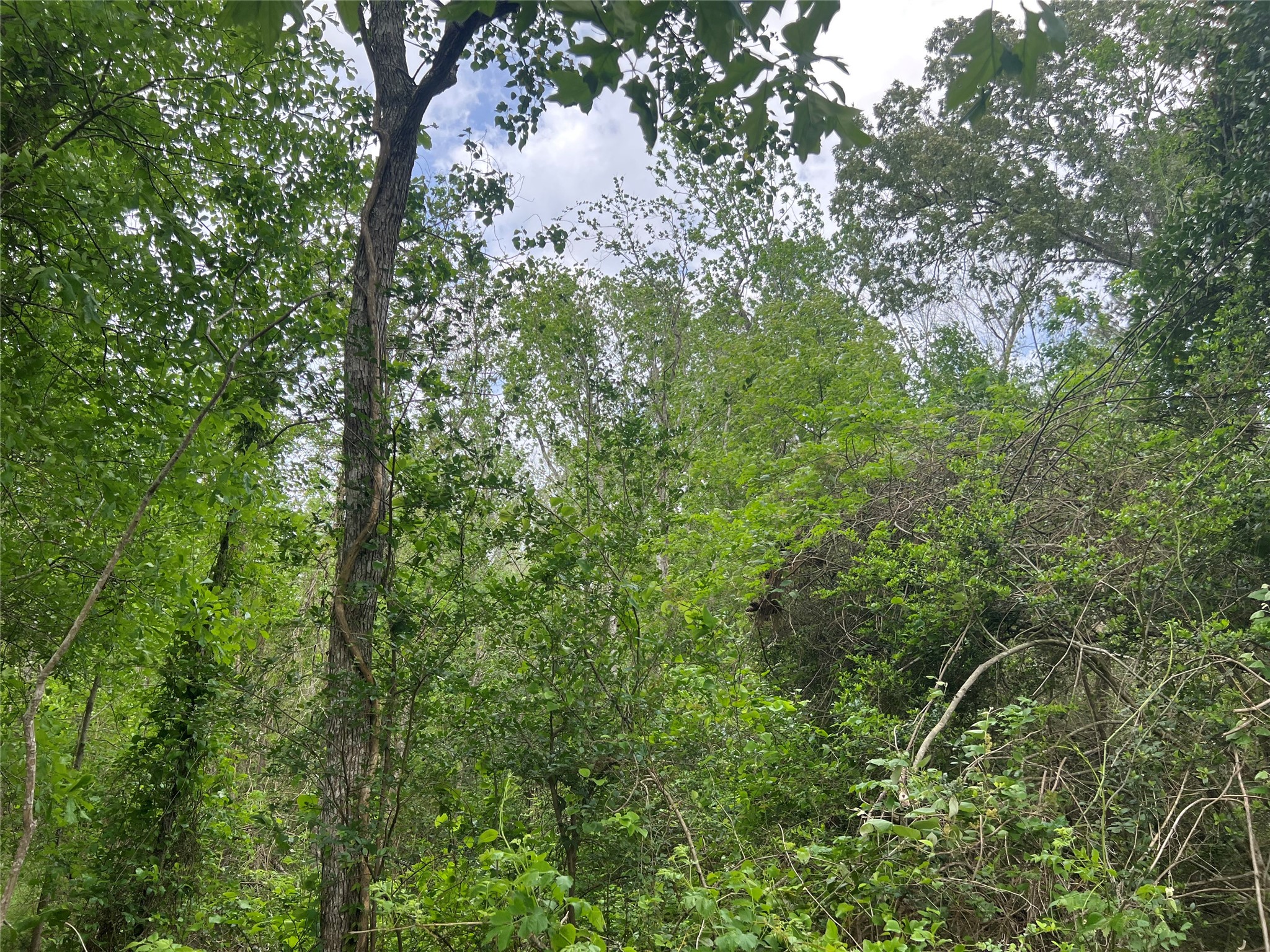 0 Cemetery Road Liberty, TX 77575 - Photo 4 of 5 a view of a forest