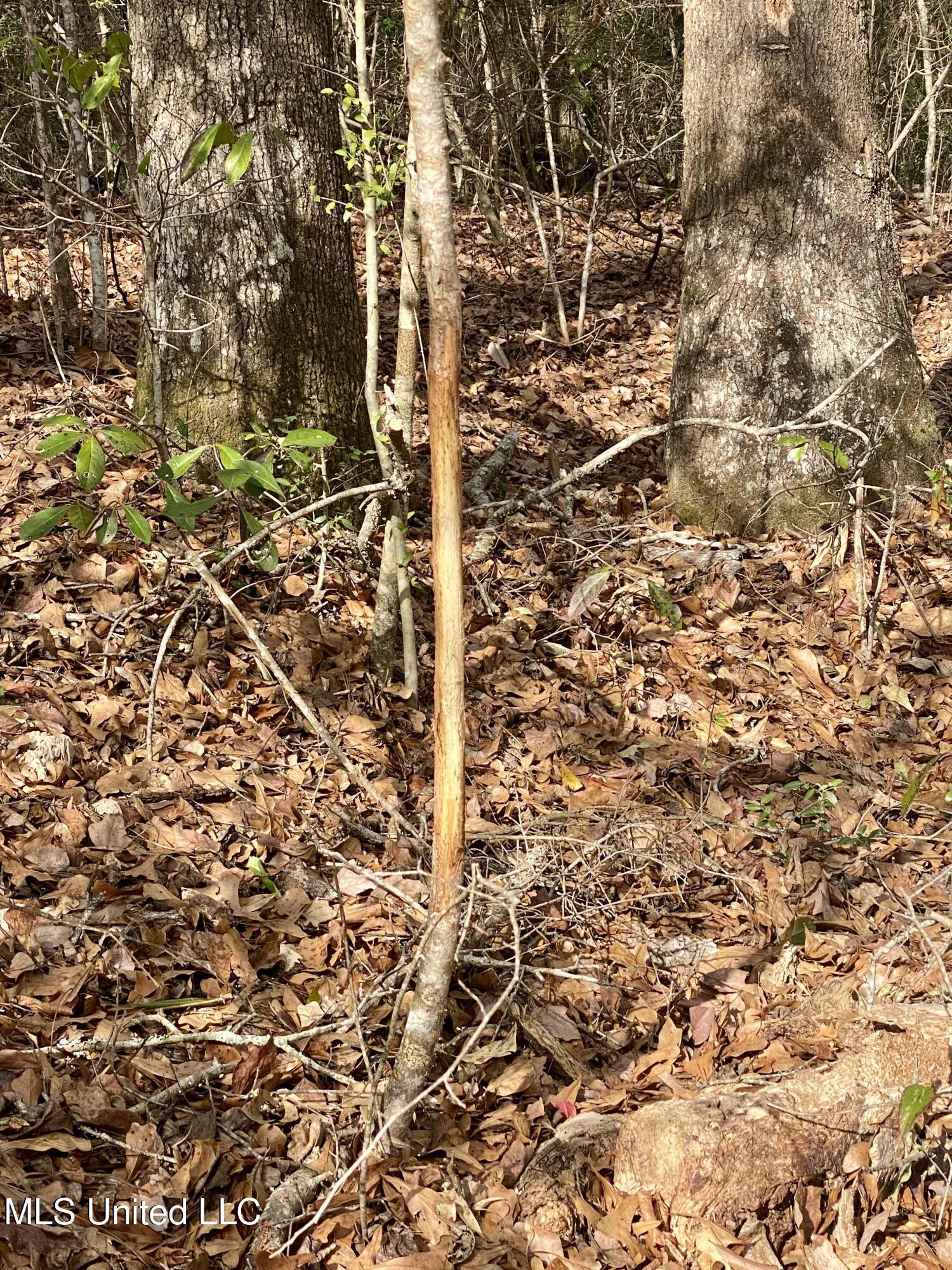 North Benville Road Picayune, MS 39466 - Photo 20 of 25 20, IMG_8245