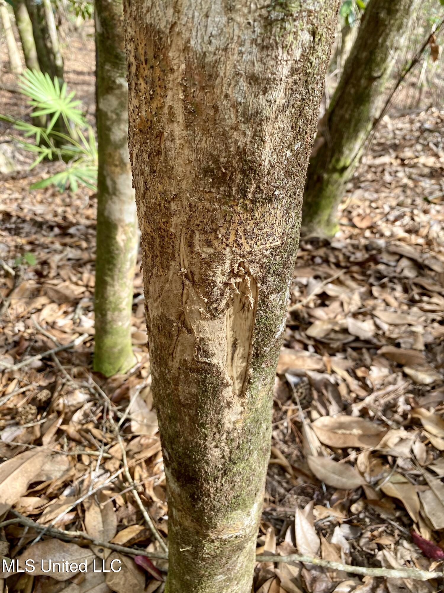 North Benville Road Picayune, MS 39466 - Photo 21 of 25 21, IMG_8246