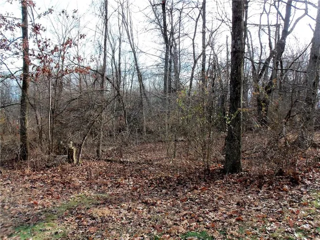 a view of a forest filled with trees