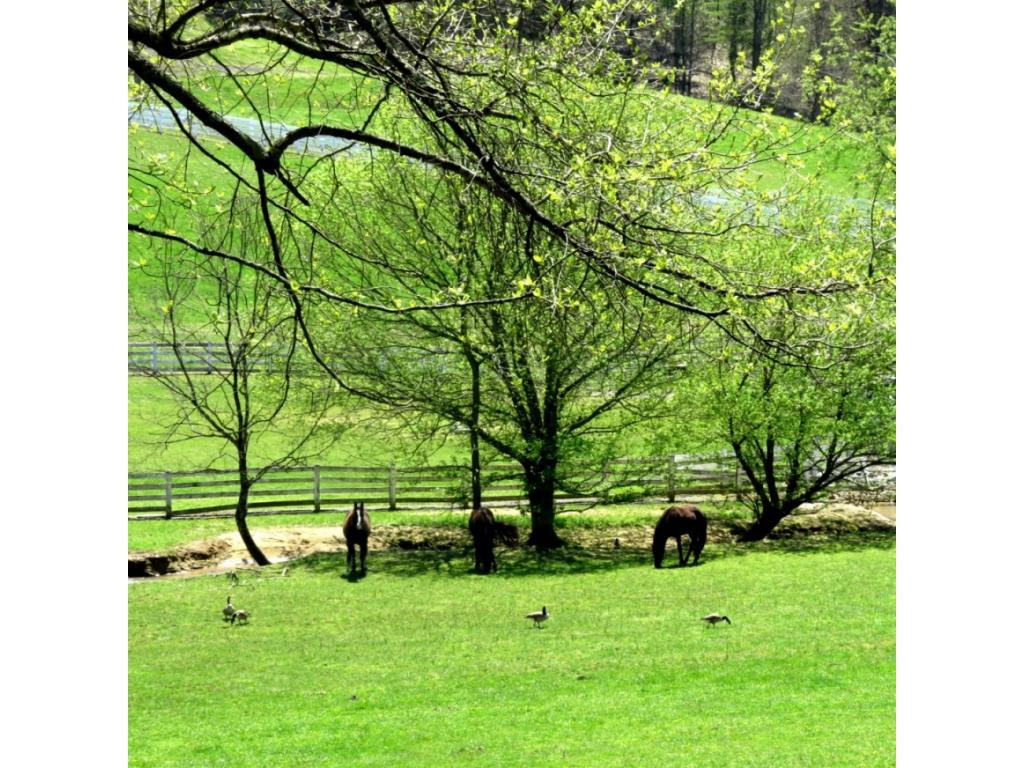 133 Millwood Road Bristol, TN 37620 - Photo 36 of 36 horses enjoying creek