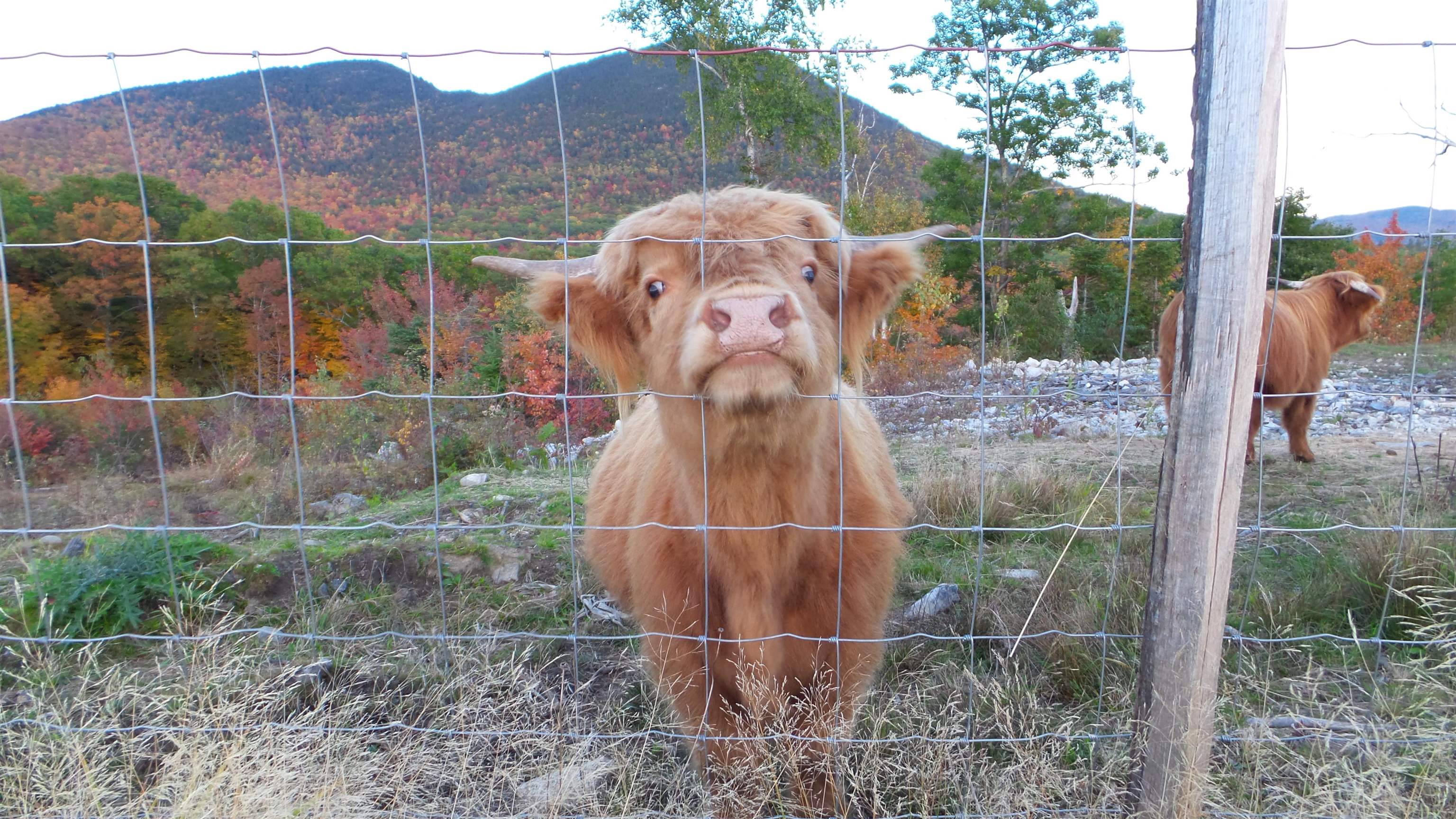 156 Dundee Road Jackson, NH 03846 - Photo 10 of 40