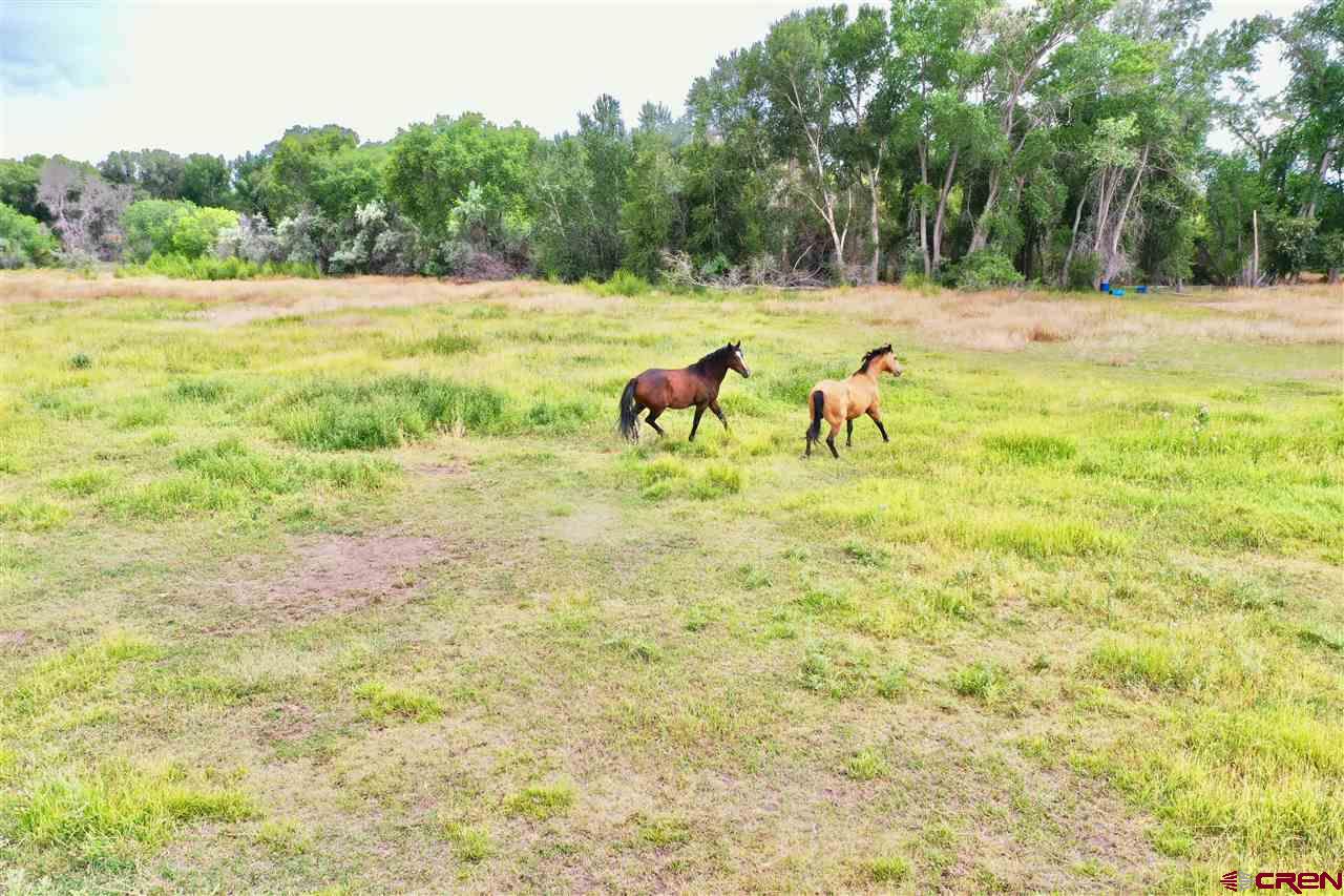 Tbd South Highway 550 & Otter Road Montrose, CO 81401 - Photo 28 of 30 a view of swimming pool with a yard