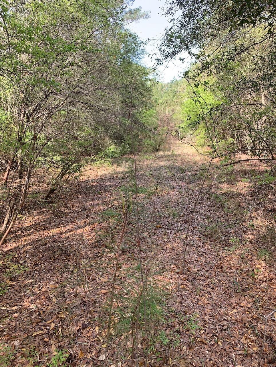 Xxx Works Road Caryville, FL 32427 - Photo 2 of 8 a view of a yard with a tree