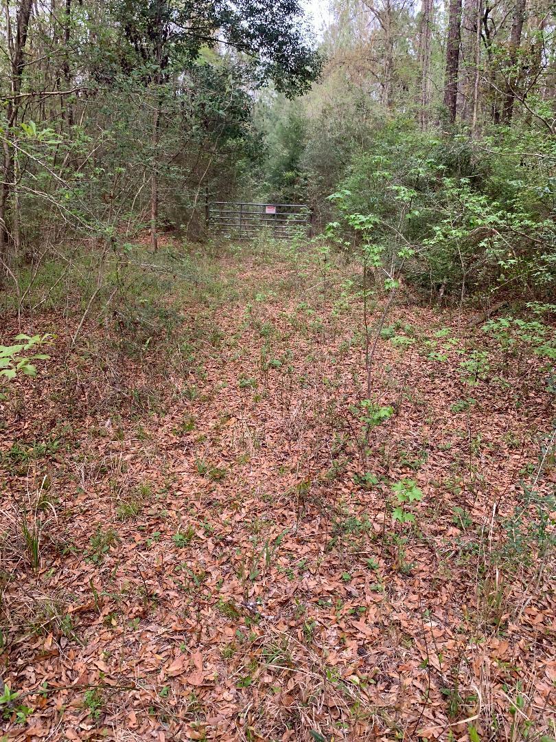Xxx Works Road Caryville, FL 32427 - Photo 4 of 8 a view of a yard with a trees
