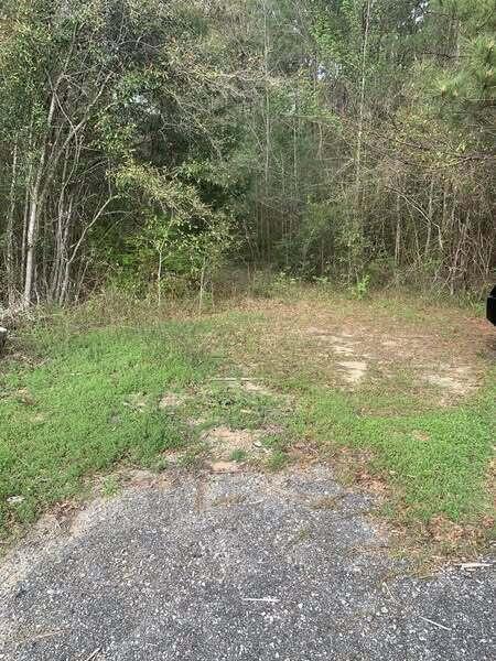 Xxx Works Road Caryville, FL 32427 - Photo 7 of 8 a view of a yard with a tree