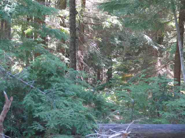 0 Parcel 58221.0123 Snowblaze Rec Mead, WA 99021 - Photo 3 of 8 Gallery Image 3