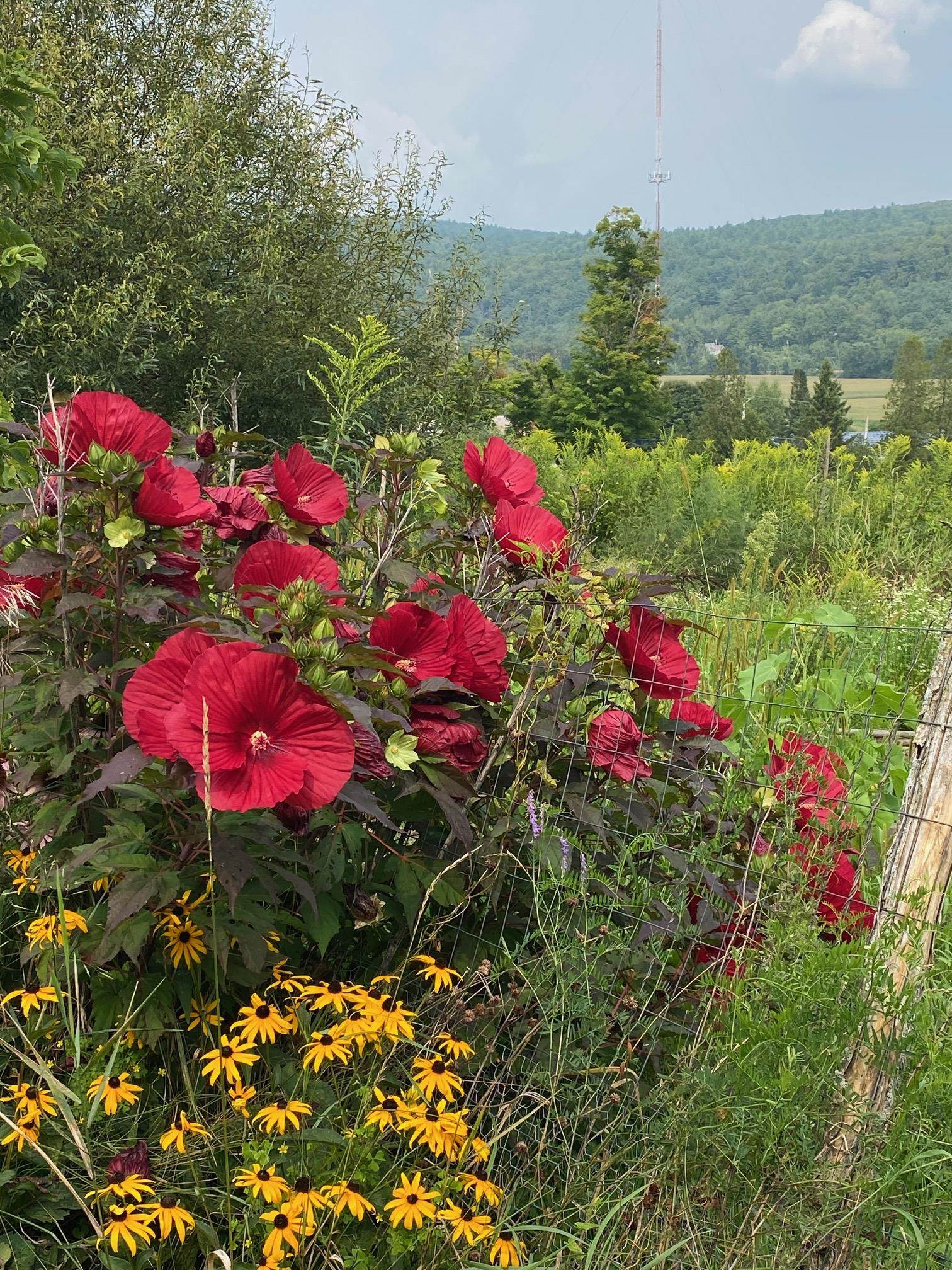2901 West Street Proctor, VT 05765 - Photo 10 of 41 Gallery Image 10