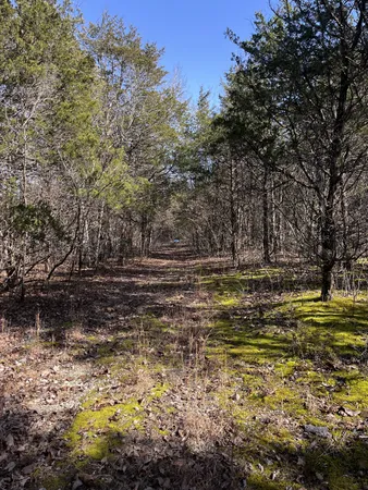 a view of outdoor space with trees