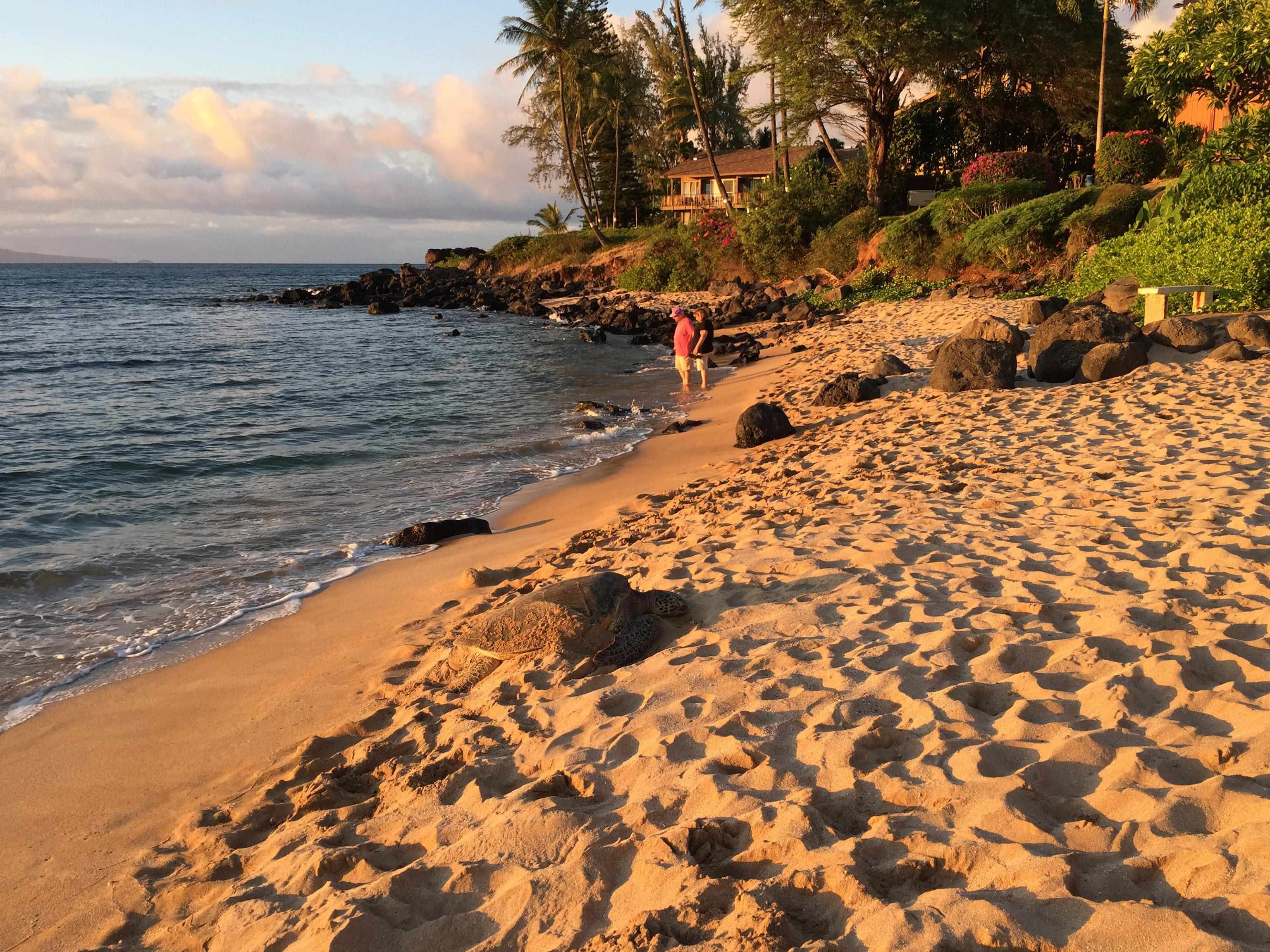 3959 Lower Honoapiilani Road, Unit 503 Lahaina, HI 96761 - Photo 39 of 47 a view of ocean