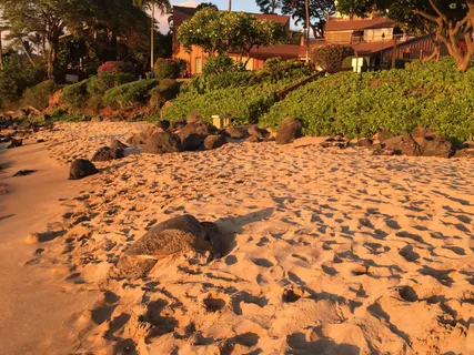 $649,000 | 3959 Lower Honoapiilani Road, Unit 503, Lahaina, HI 96761