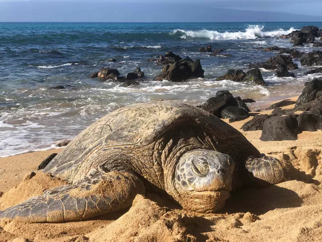 a view of a backyard of a house