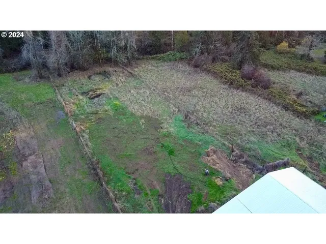 a open area with lots of trees