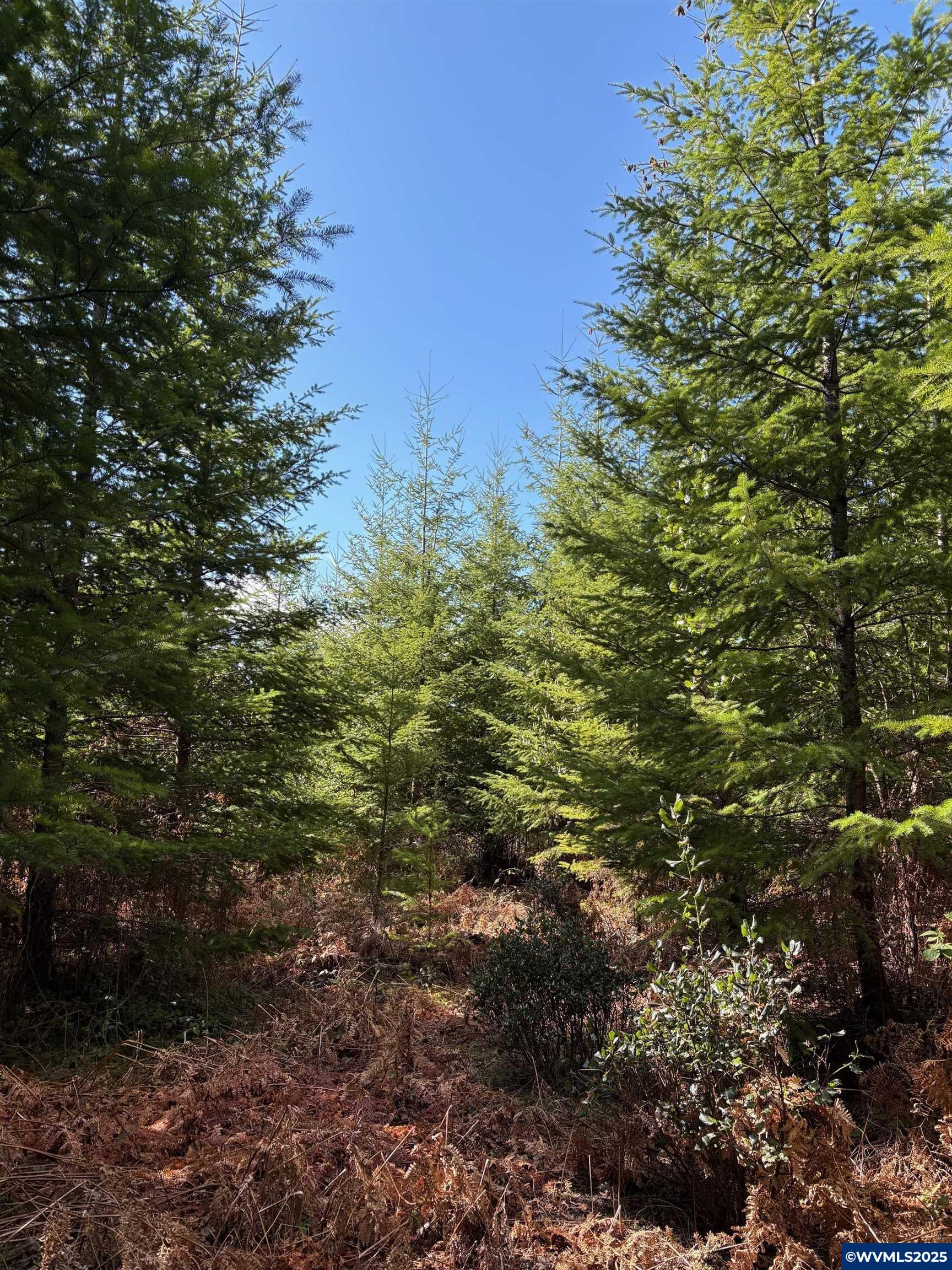 0 Boiler Creek Road Springfield, OR 97478 - Photo 11 of 26