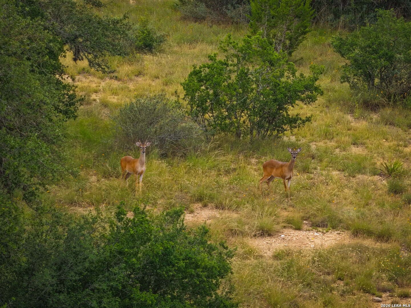 30 Acres /- Peaceful Valley Road Bandera, TX 78003 - Photo 3 of 32