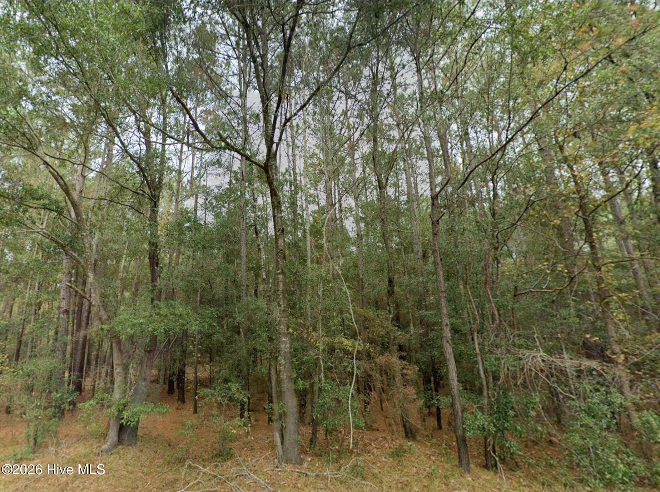 0 Shiloh Road Willard, NC 28478 - Photo 6 of 13 photo6
