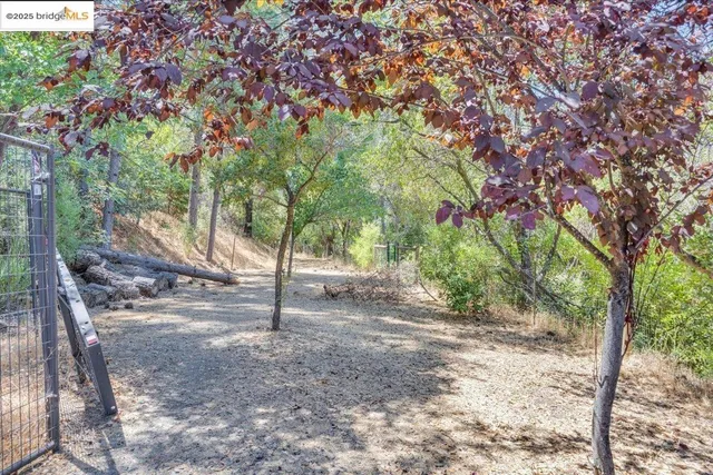 a view of a forest with trees