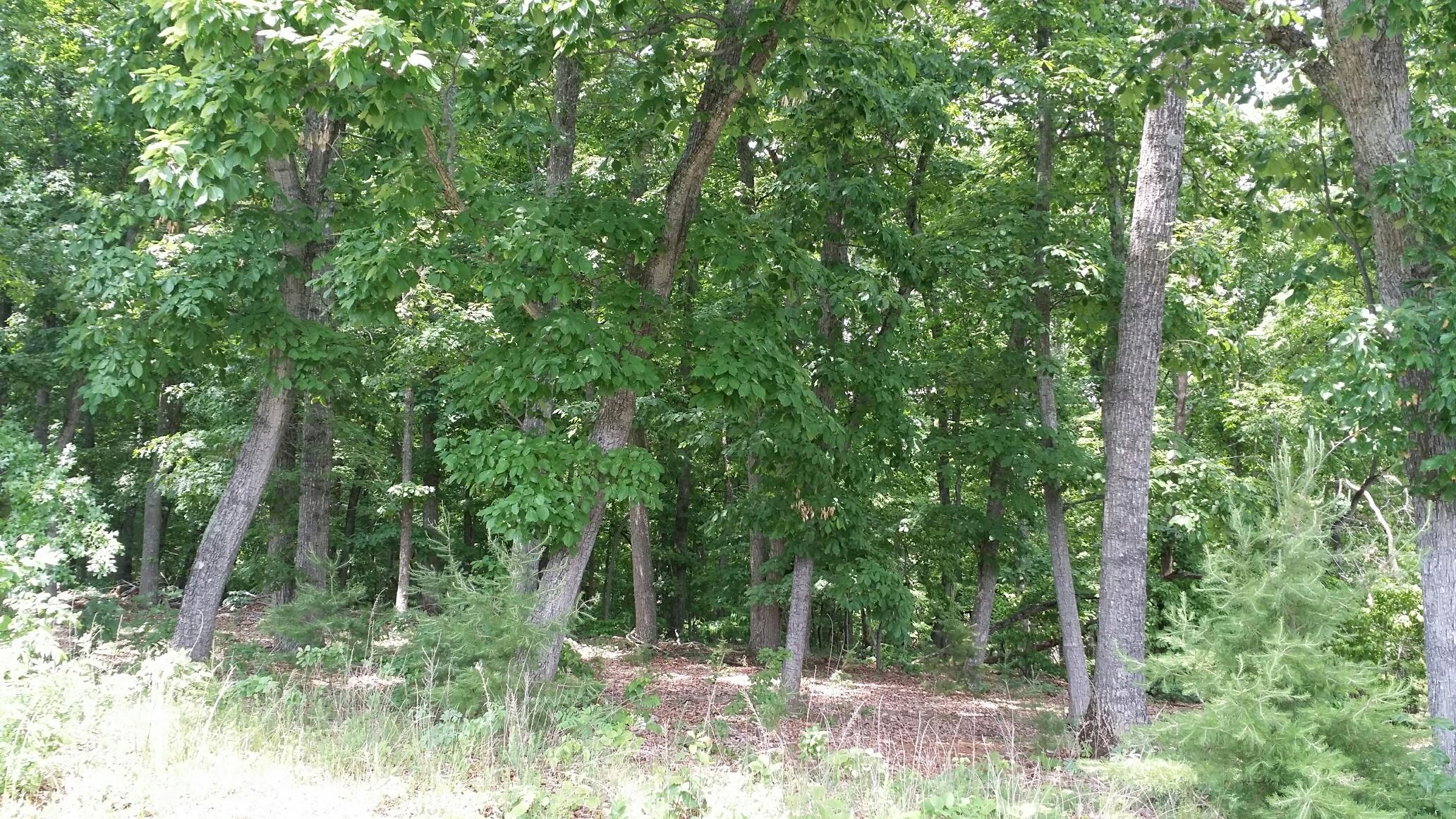 Lot 8 Mallard Point Road Wirtz, VA 24184 - Photo 1 of 1 View of Property