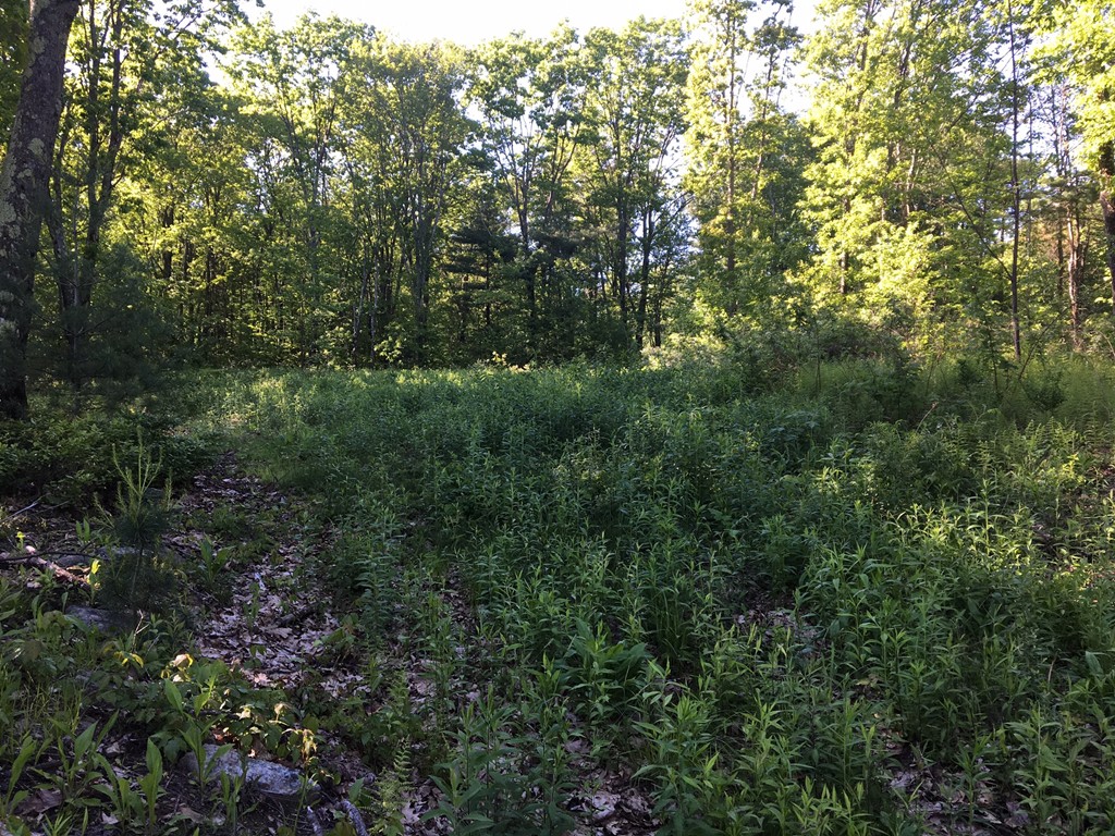 Lot 2 Central Tree Road Rutland, MA 01543 - Photo 1 of 1
