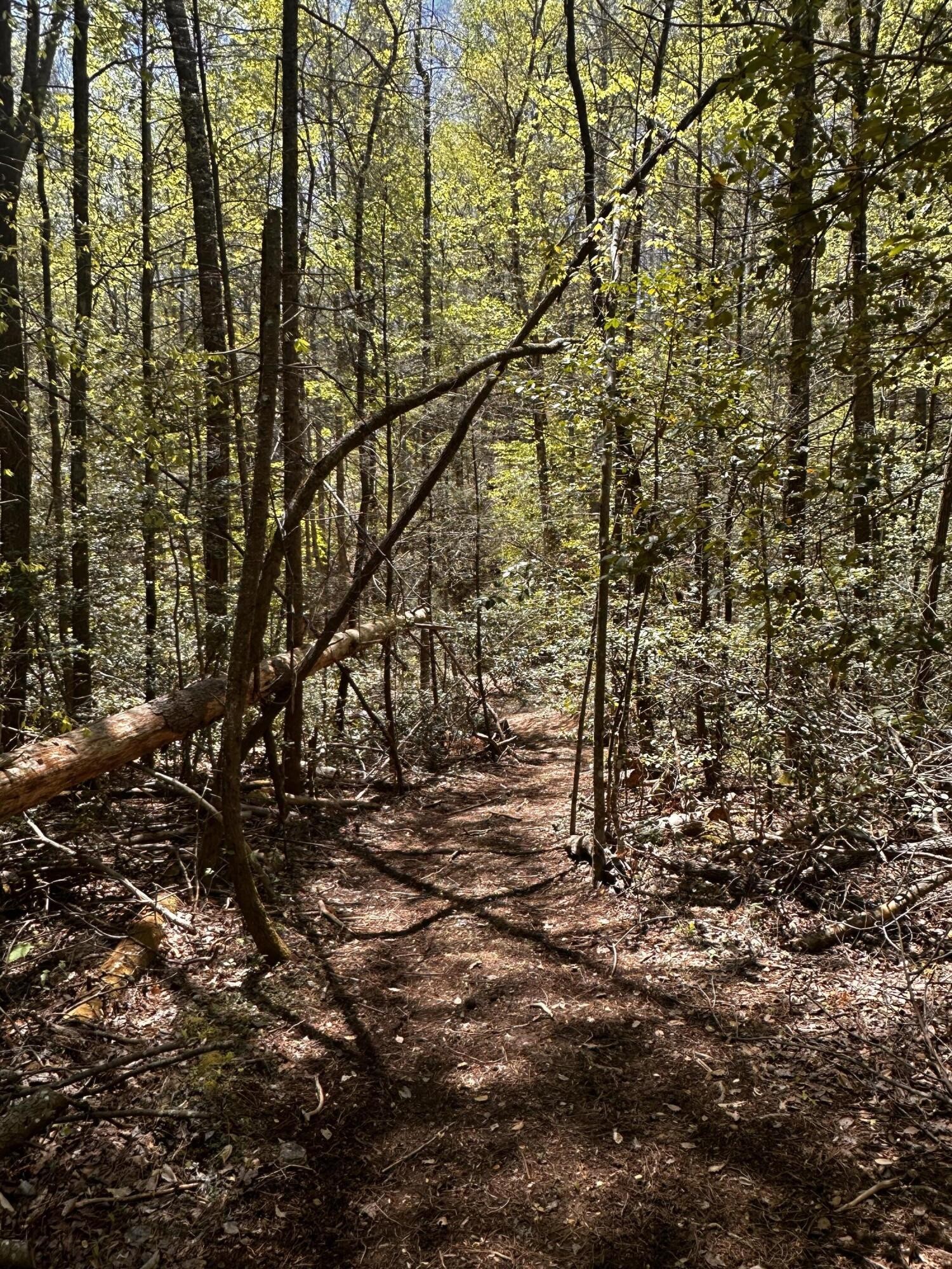 0 Mathis Branch Road Cosby, TN 37722 - Photo 4 of 26 Gallery Image 4