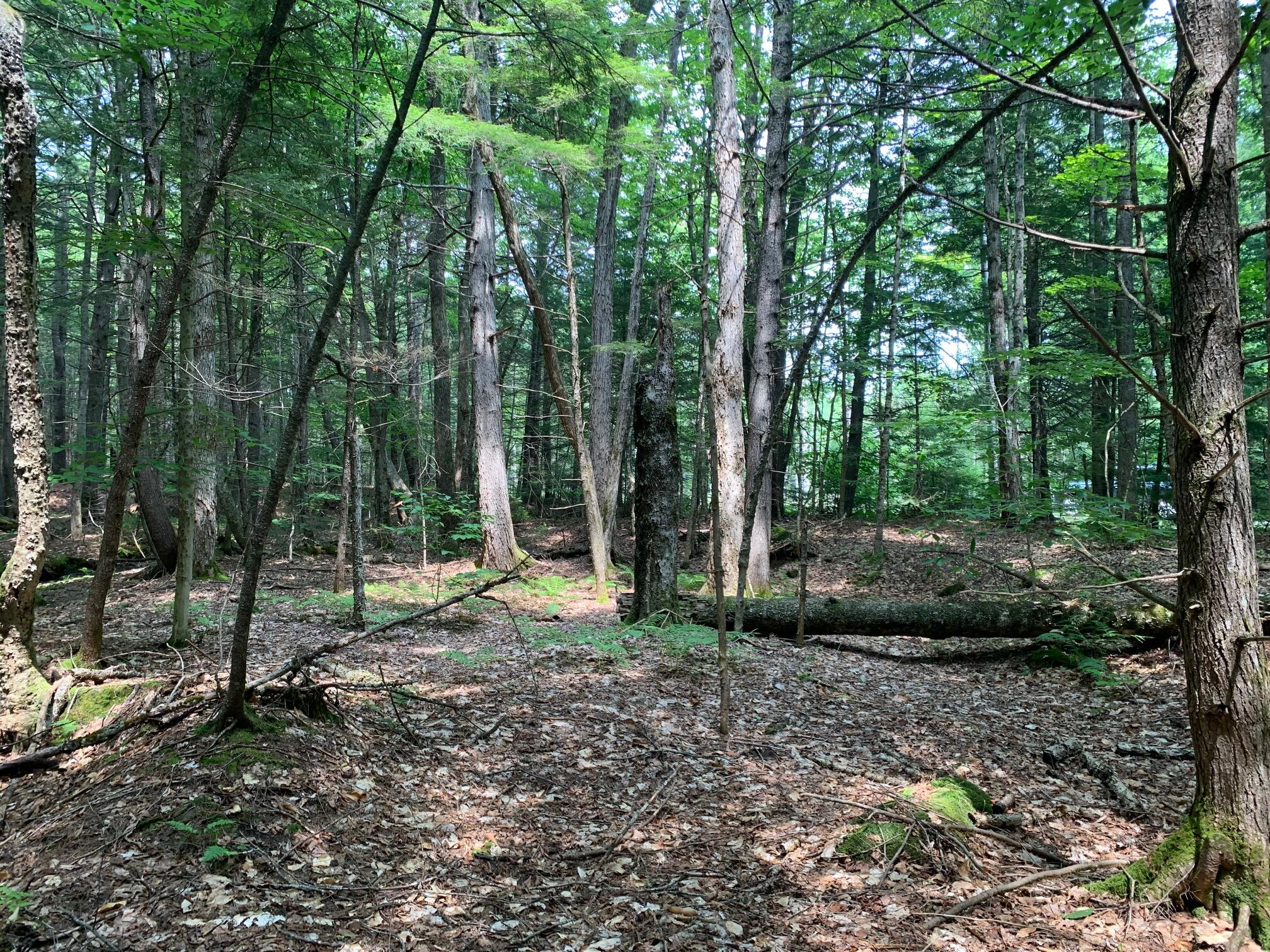 Lot 19 Sunnybrook Farm Road Bridgton, ME 04009 - Photo 3 of 5 Wooded lot