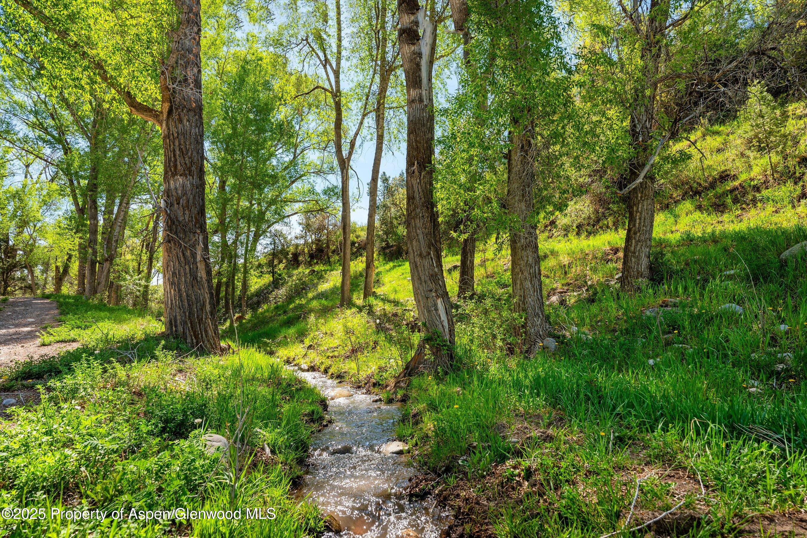 1634 Prince Creek Road Carbondale, CO 81623 - Photo 8 of 25 a view of forest