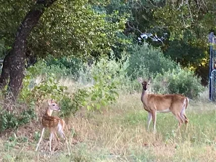 $695,000 | 729 Nomad Drive, Spicewood, TX 78669