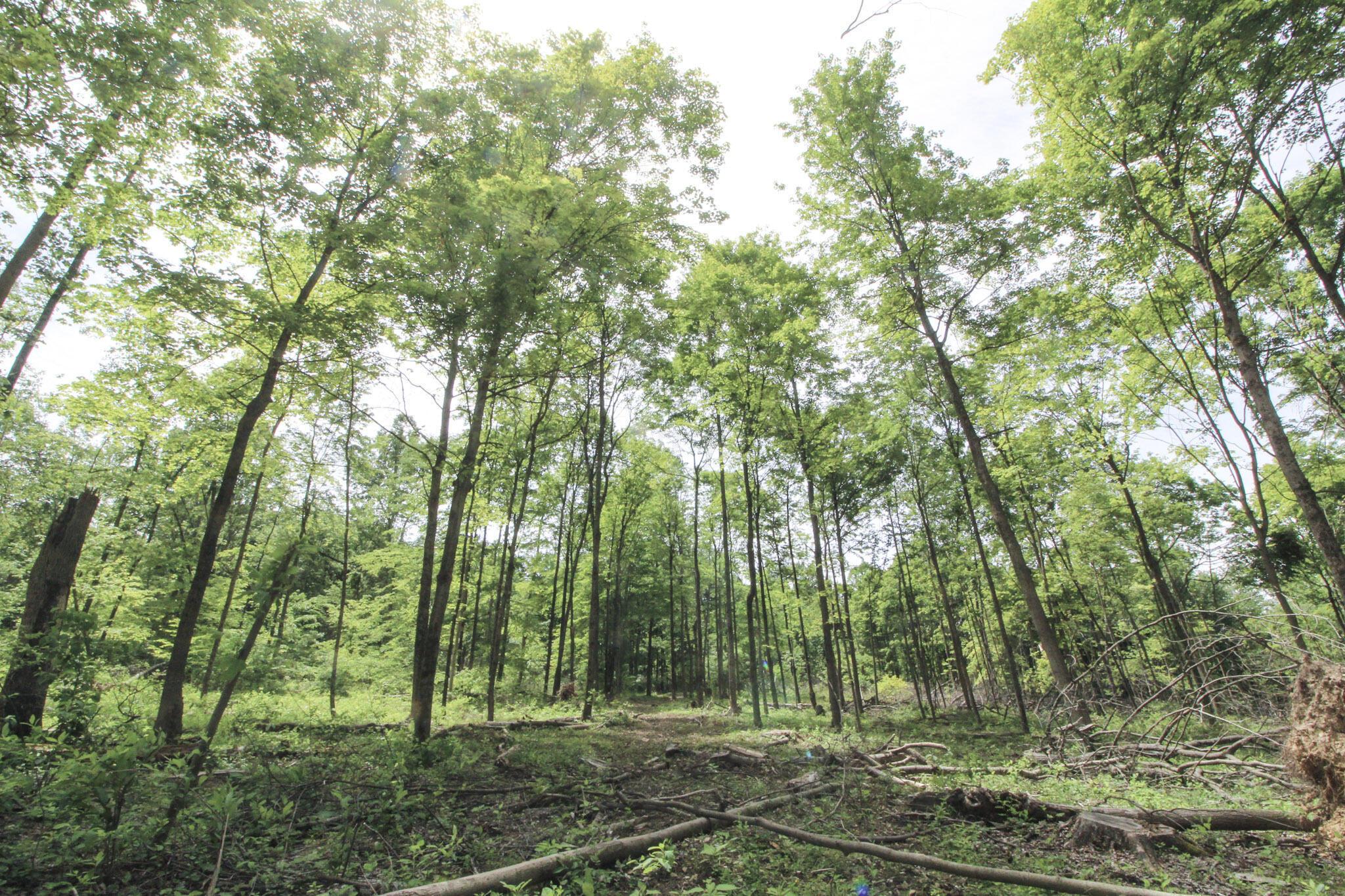 Lot 1 Mulberry Road Mount Perry, OH 43760 - Photo 25 of 31 26-IMG_8672